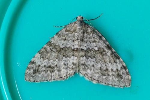 Réf. 287 489 : Entephria caesiata
